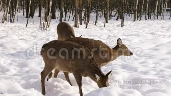 冬林中的梅花鹿群视频