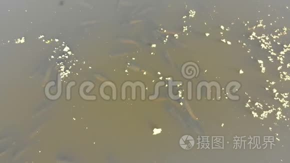 一群鲤鱼漂浮在河面上的鸟瞰图视频