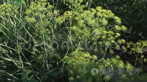 园床上的绿色小茴香成熟录像