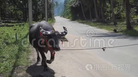 穿着泰国水牛在路边散步