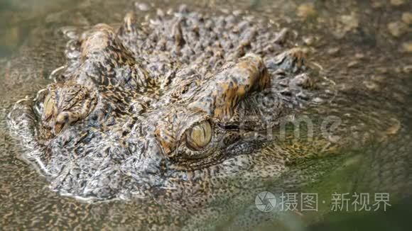 大鳄鱼在水里视频