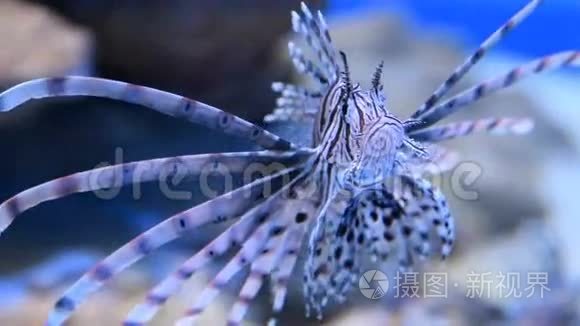 水族馆里的红狮子鱼视频