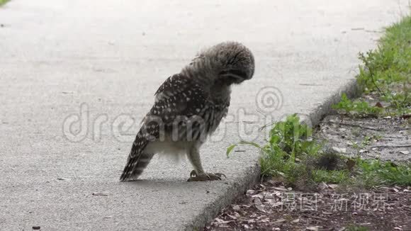 一只小猫头鹰在玩毛毛虫视频