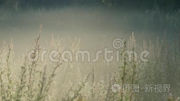 雾在背光的草地上流动视频