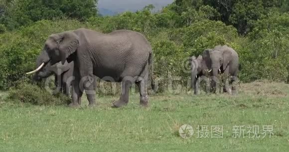 非洲象，非洲象，布什集团，肯尼亚马赛马拉公园，