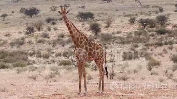 卡拉哈里草原上的公牛长颈鹿视频