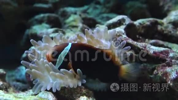 水族馆里的小丑鱼视频