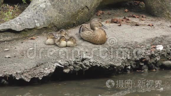 鸭子和小鸭子坐在湖岸上。