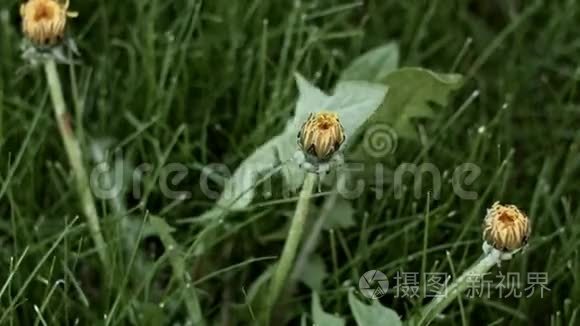 时间流逝的蒲公英开花视频