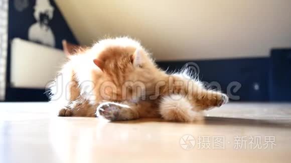 西伯利亚姜猫在房间里打扫自己。