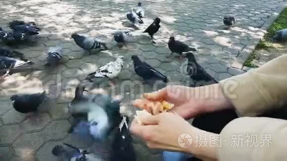 从手中喂养饥饿的鸽子