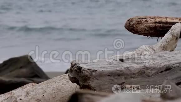 夏季有沙和岸的漂流木枝视频