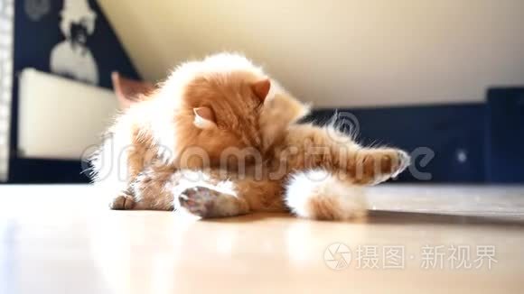 西伯利亚姜猫在房间里打扫自己。