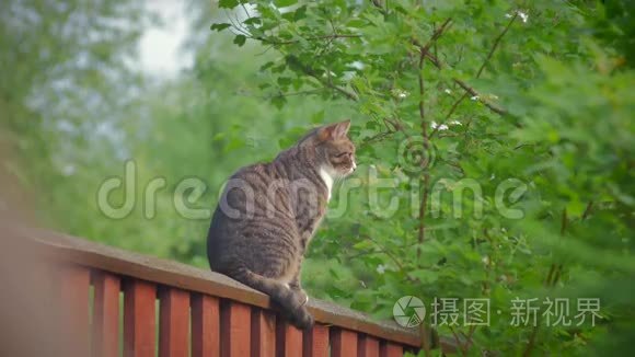 一只灰色的斑猫坐在高高的栅栏上看着