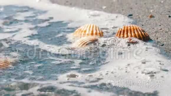 沙滩上的贝壳，海浪溅落在贝壳上.. 热带海滩上美丽的贝壳。 旅行概念