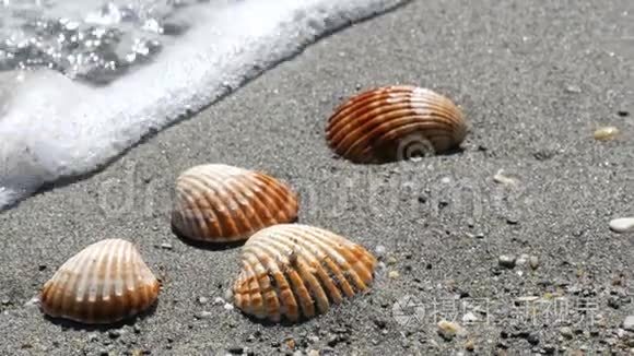 美丽的浮雕贝壳洗一波