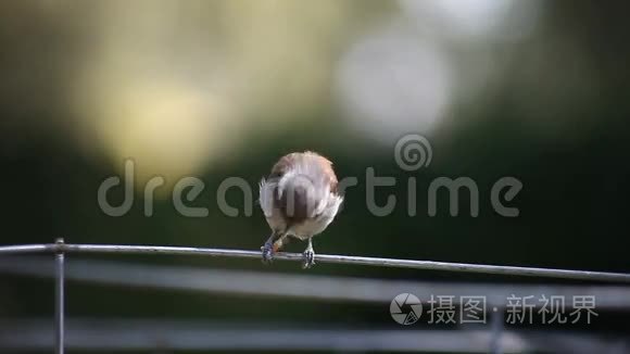 鸟失去了虫子视频