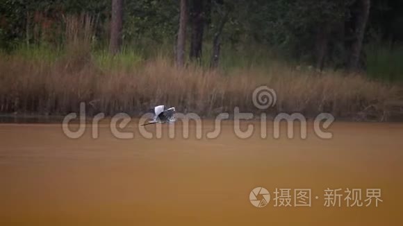 大自然中的小副鸟视频