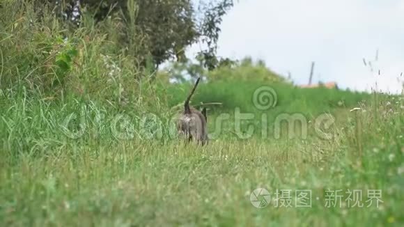 狗的斗牛形状