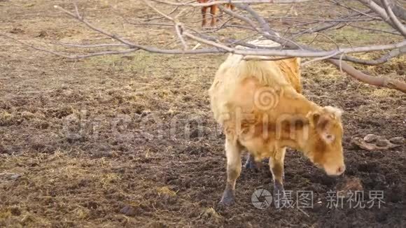 家养奶牛家养牲畜割树背视频
