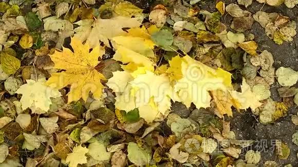 快乐的女人在秋天慢慢地扔树叶，微笑着。 快乐而兴奋的年轻女子玩着扔黄色