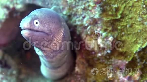 祖鲁海珊瑚中的白眼海螺视频
