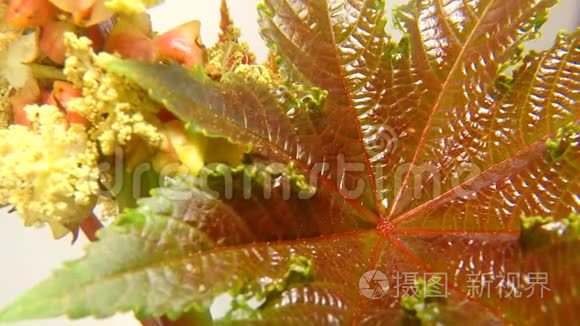 麻油竹主视频素材模板大全 新视界麻油竹主实拍视频素材库 麻油竹主视频素材模板大全 新视界麻油竹主实拍视频素材库