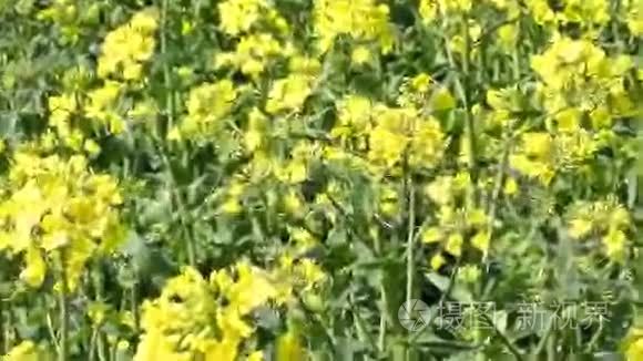 黄色油籽花视频