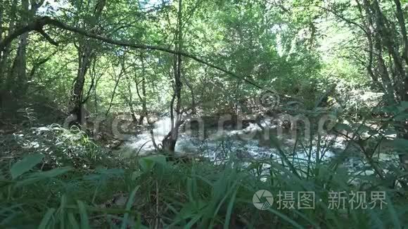 落叶林山河视频