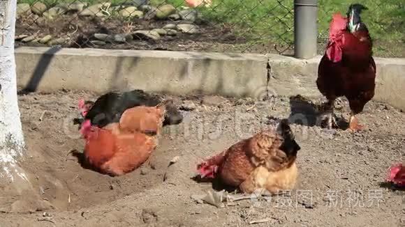 母鸡和户外视频