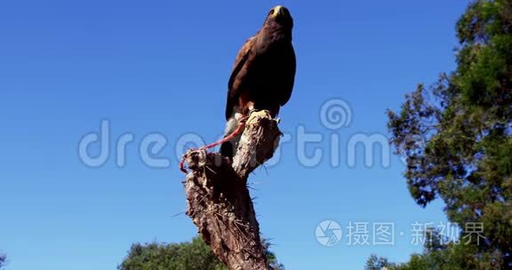 鹰鹰栖息在树枝上视频