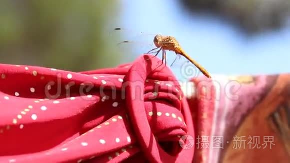 蜻蜓坐在绳子上视频