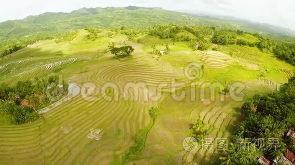 博霍尔岛的梯田。 菲律宾。 美丽的自然菲律宾人。 空中景色。