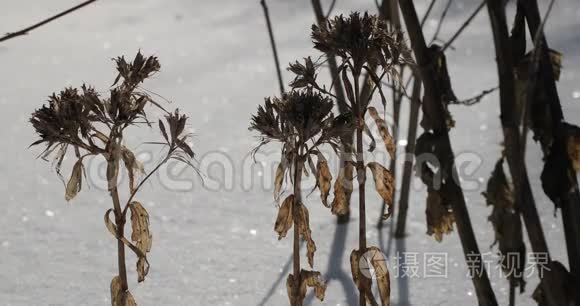 干燥的植物在冬天特写