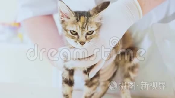 在兽医诊所检查一只可爱的小猫