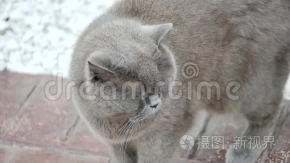 灰猫动物苏格兰可爱猫甜视频