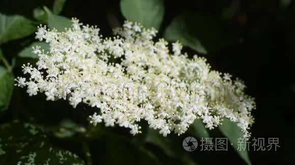 欧洲黑长老开着白花。