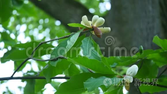 白玉兰花蕾，白玉兰花，白玉兰花，树枝上的白玉兰花，木兰树