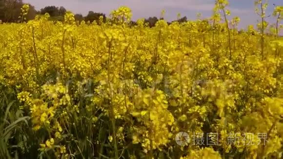 许多黄色的花和蜜蜂在蓝天下视频