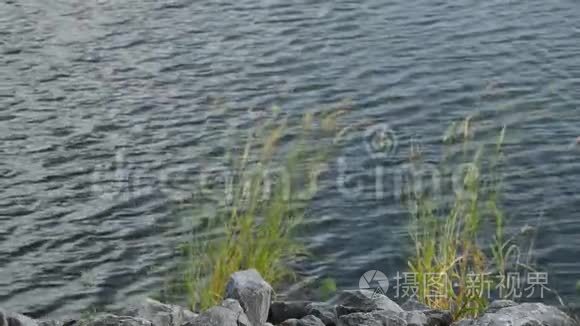 河堤附近风吹流的草花