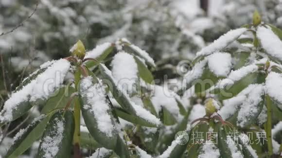 冬天杜鹃花丛上的雪视频