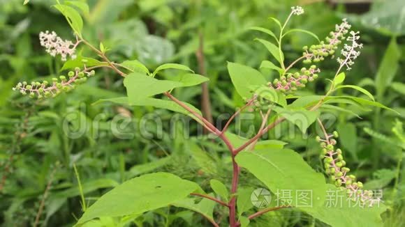 美国浮萍植物高清图像视频