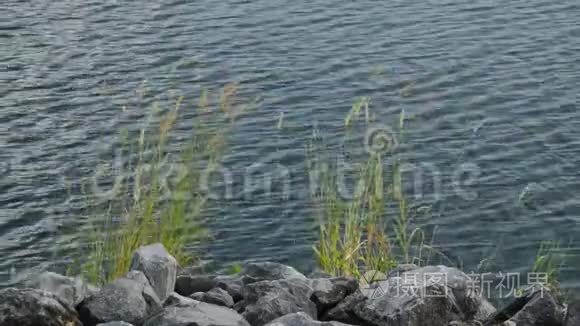 河堤附近风吹流的草花视频