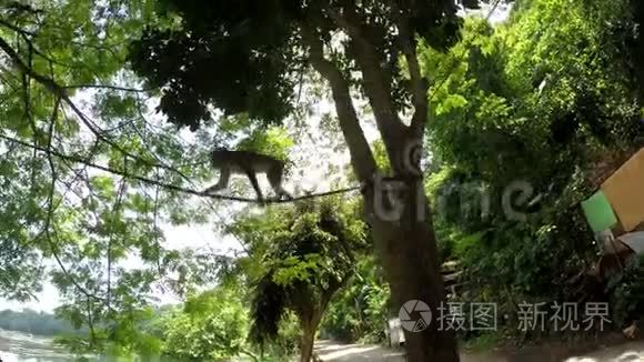 被囚禁的小猴子被拴在树上视频