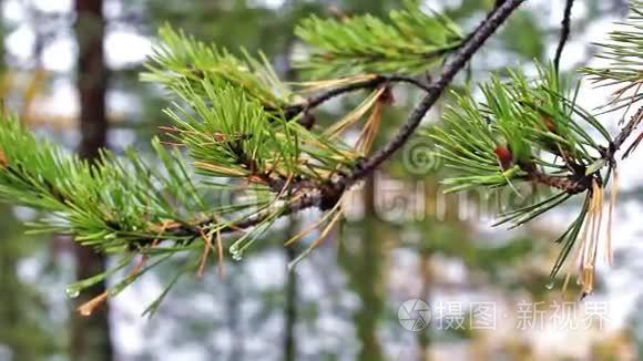 秋天的湖和松树视频