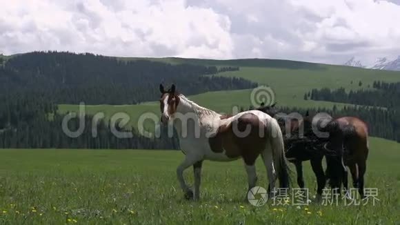 马在荒野中驰骋视频