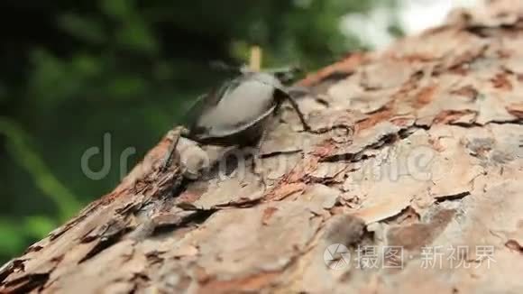 鹿甲虫视频