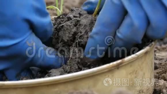 装有甜椒幼芽的容器，准备移栽到地面。 女性的手选择年轻的植物