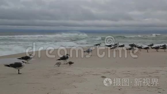 海鸟和海浪拍打着海岸视频