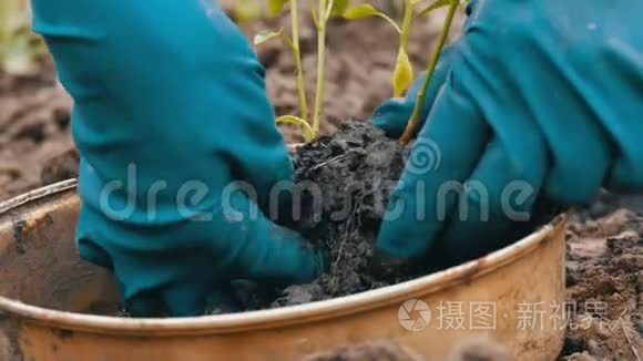 装有甜椒幼芽的容器，准备移栽到地面。 女性的手选择年轻的植物